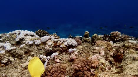 drifting over shallow coral reef with blue ocean as backdrop