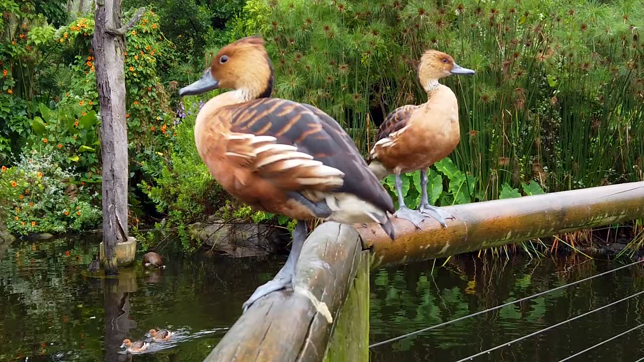 Due anatre appollaiate su un palo mentre gli anatroccoli passano nuotando