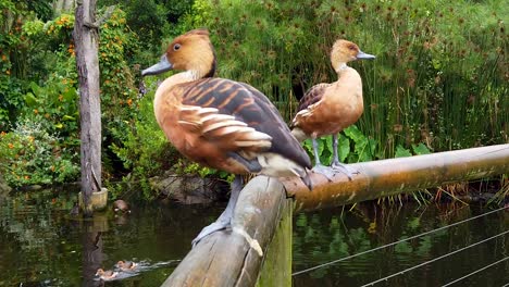 two ducks perched on a post as ducklings swim past