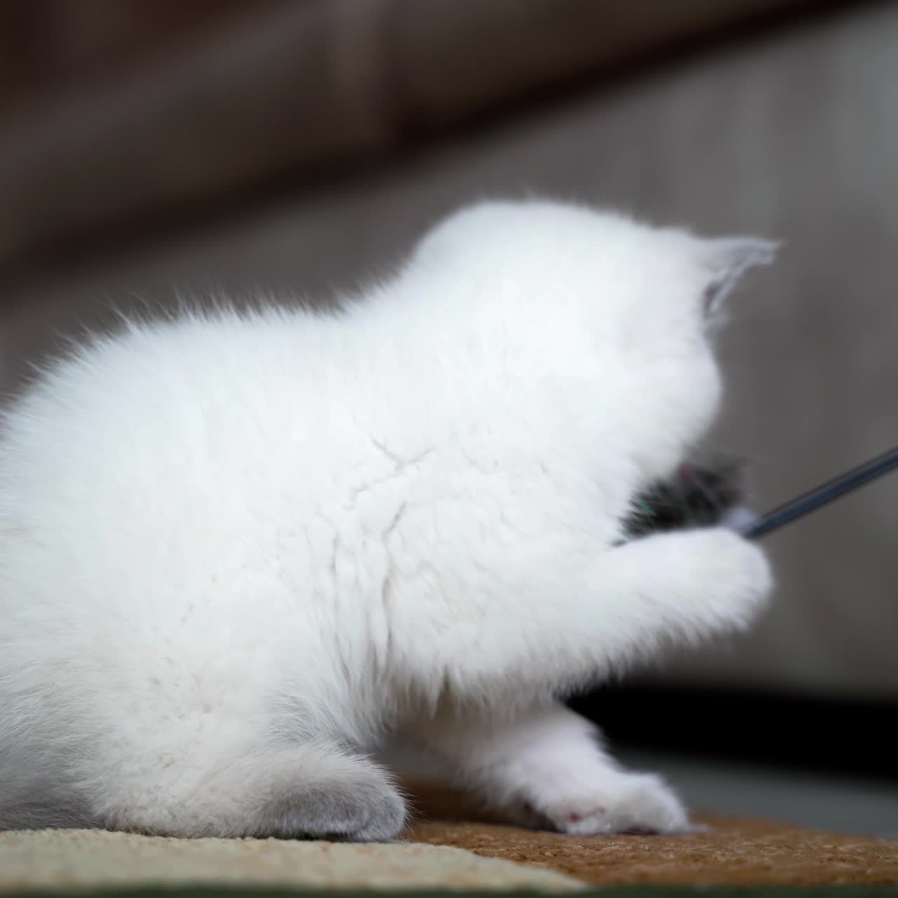 장난감을 가지고 노는 고양이