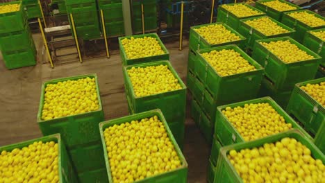 capture the vibrant allure of nature's bounty with this drone footage gliding over neatly stacked crates of luscious lemons in storage