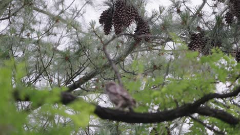 Little-owl-perched-on-a-tree-branch-in-the-forest,-low-angle-shot