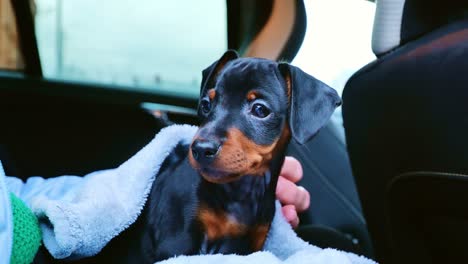 puppy feels comfort from owner touch while cautiously observing the environment