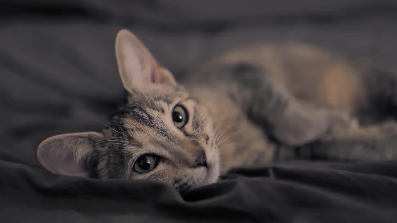 Brown Cat Kitten Resting in Bed Looking Around Iris Eye Moving