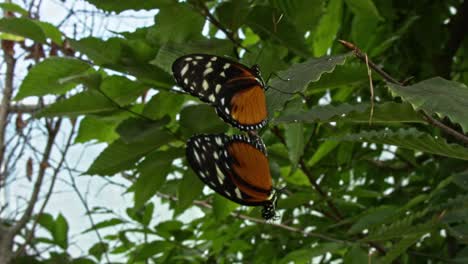 dos mariposas monarca se posan en una rama con poca profundidad de campo