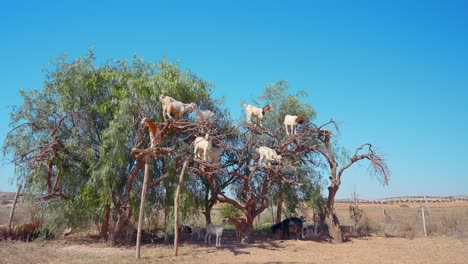 goats climbing trees in a sunny farm landscape