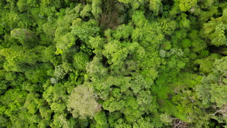 vista aérea del dosel de los árboles