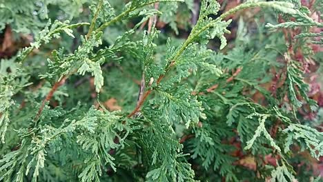 Eastern-white-cedar-leaves,-close-up,-static