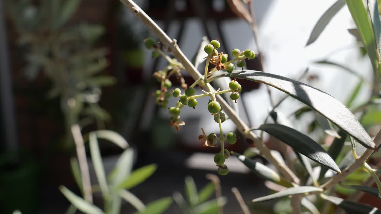 Primo piano di olive che crescono su un ulivo in una giornata di sole all'aperto nella natura