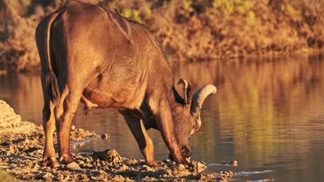 búfalos en un pozo de agua en la hora dorada