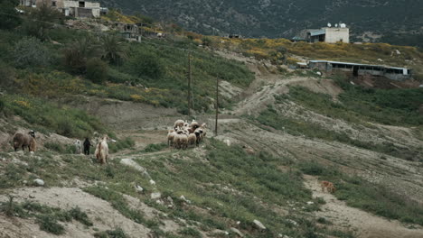 flock of sheep, goat and cattle crossing mountain walkway through villages with sheep dogs in slowmo