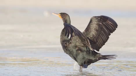 Pájaro-Cormorán-Extendiendo-Alas-Y-Caminando-En-La-Orilla-De-La-Playa-De-Arena-En-Cámara-Lenta