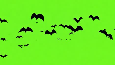 bats flying on green screen