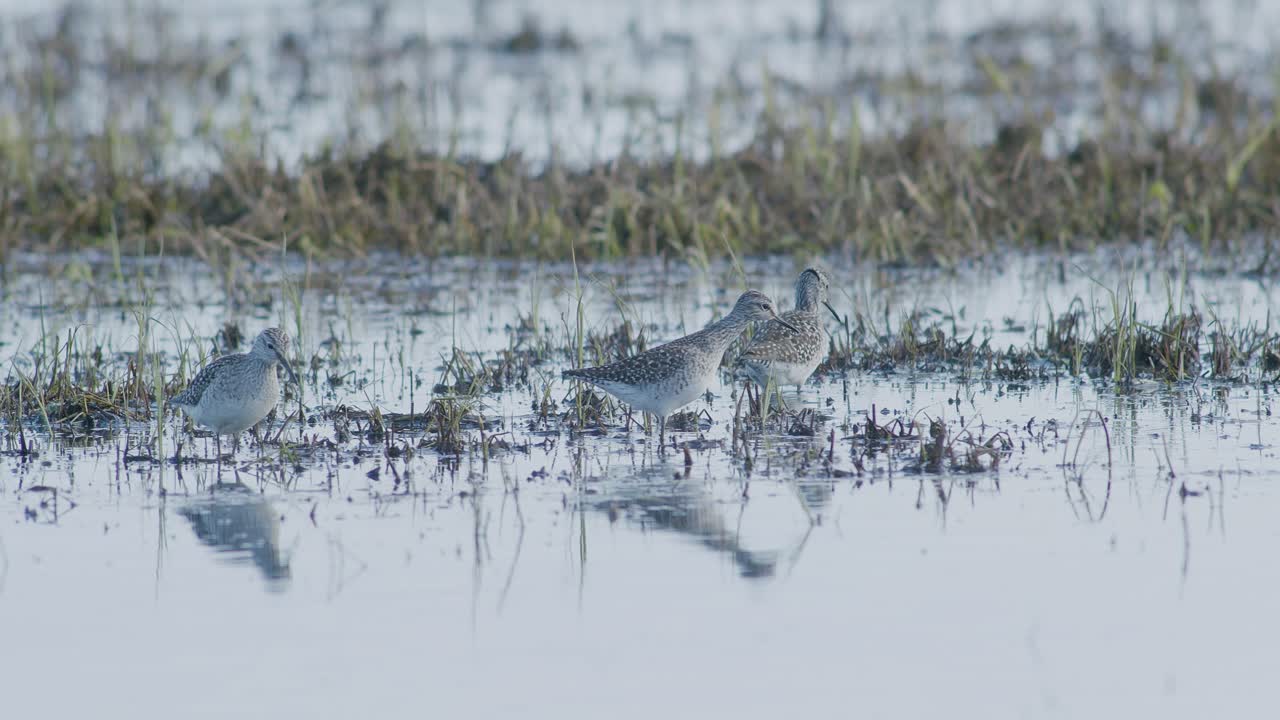 Common greenshank feeding in wetlands flooded meadow during spring migration