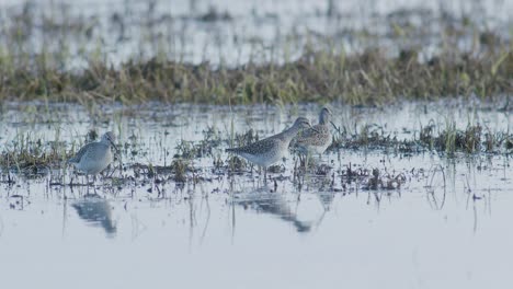 Common-greenshank-feeding-in-wetlands-flooded-meadow-during-spring-migration