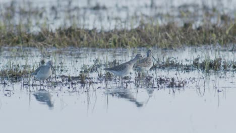 common greenshank feeding in wetlands flooded meadow during spring migration