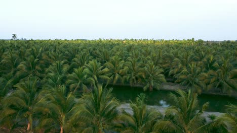 Cultivo-De-Cocos-Para-La-Venta-En-La-Agricultura