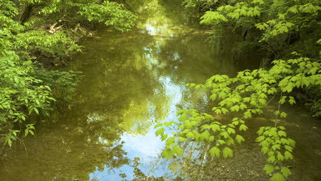 calm creek in middle of forest medium wide