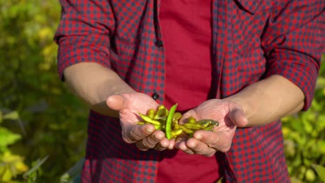 close-up of an agronomist with soybean fruits in hands. concept ecology, bio product, natural products