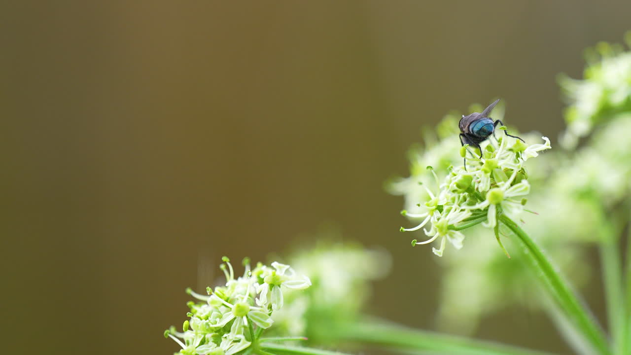 Macro shot of a small fly perched on delicate white-green flowers, closeup in natural background