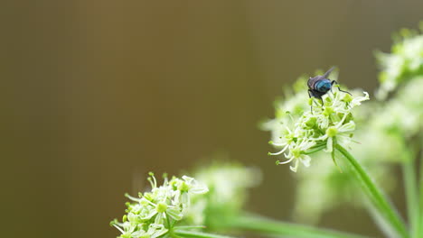 macro shot of a small fly perched on delicate white-green flowers, closeup in natural background