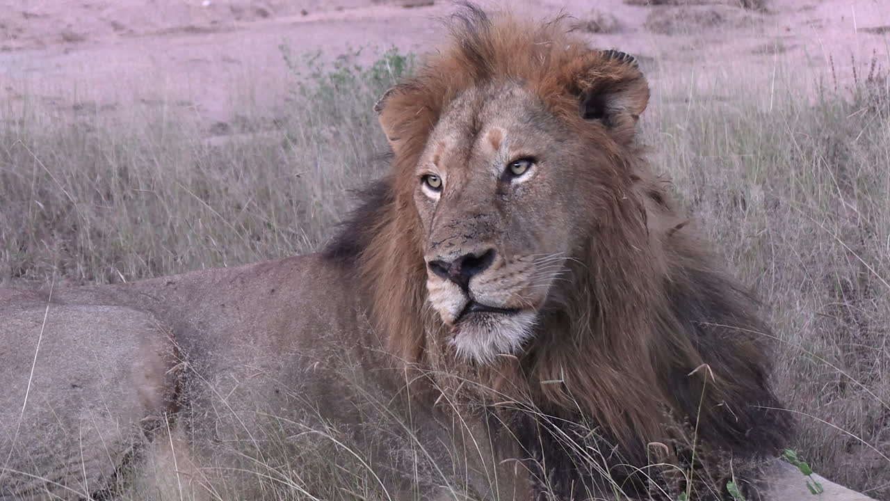 el león macho yace quieto, mirando fijamente al horizonte detrás de la cámara