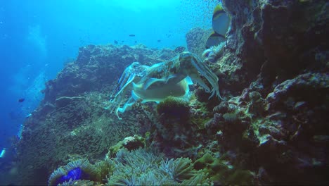 cuttlefish mating and defending against other male on tropical coral reef