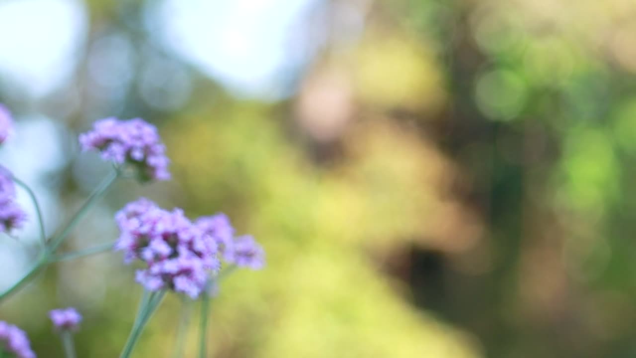 flores de verbena púrpura que se balancean suavemente en un entorno de parque exuberante