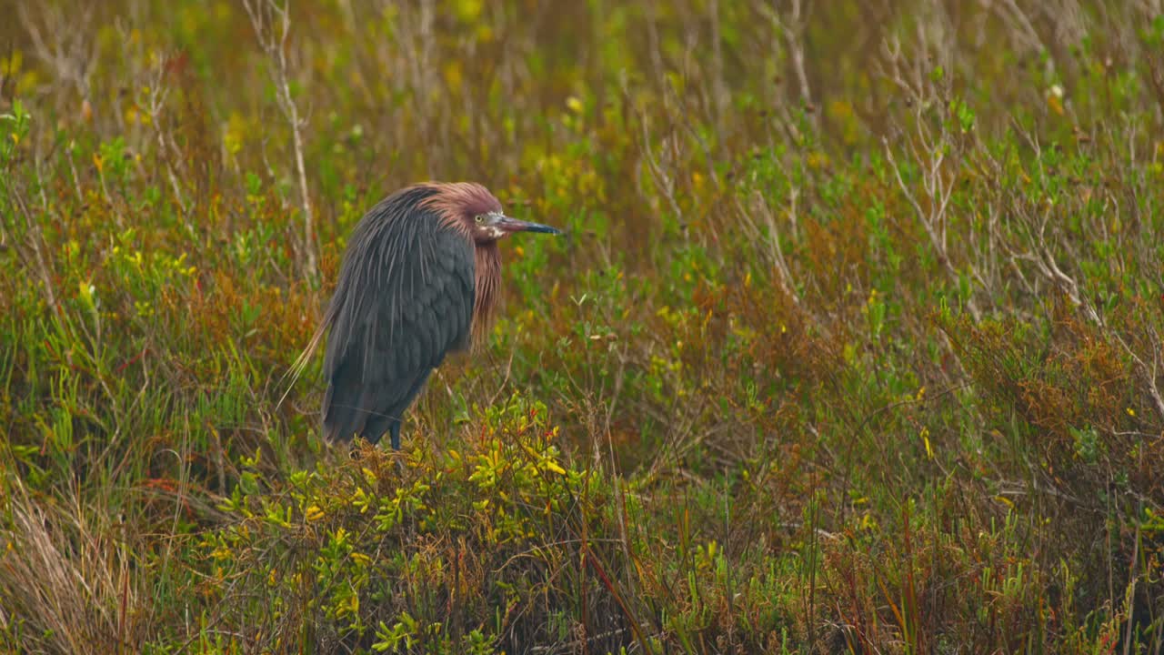 A Reddish Egret Standing in Brush CU 4K