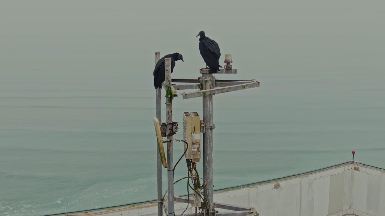 Vulture Pair on High Tower – Grooming Behavior in Lima, Peru