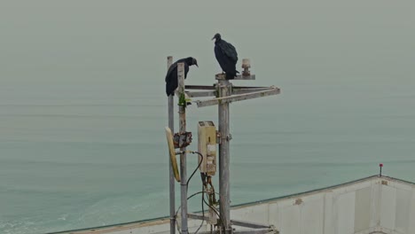 vulture pair on high tower – grooming behavior in lima, peru