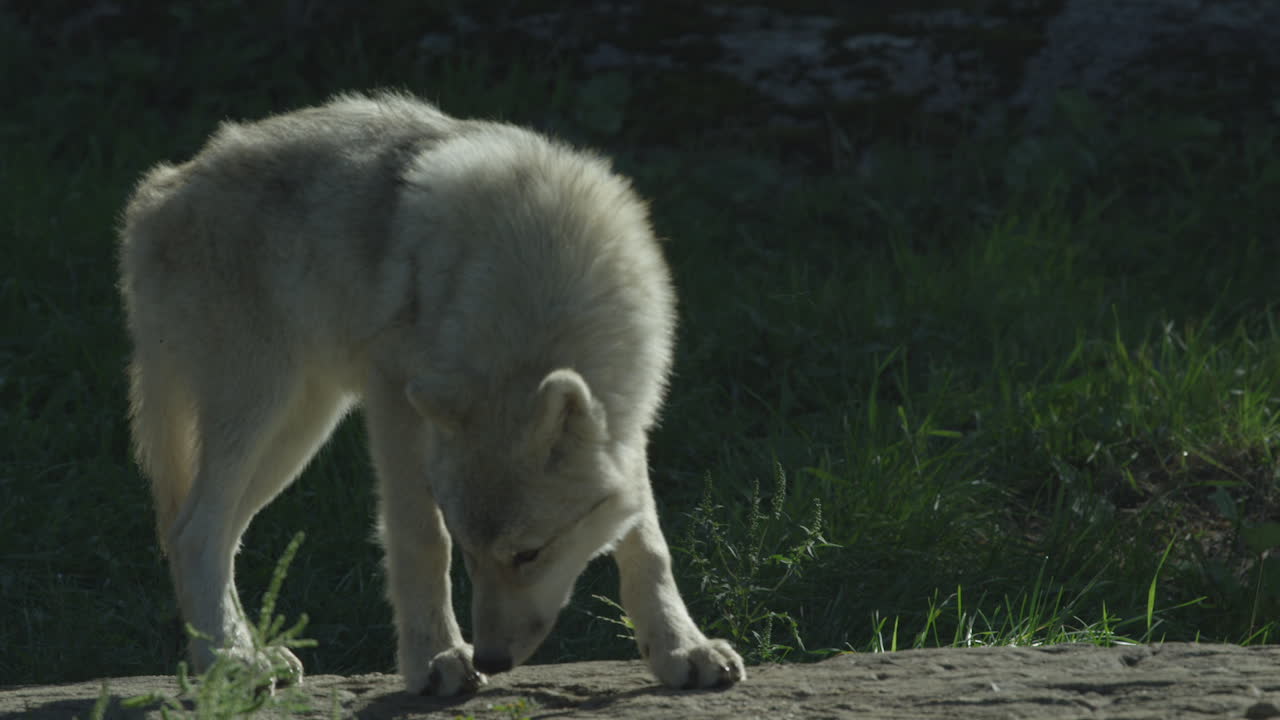 캐나다 북부 숲 의  ⁇ 대 들
