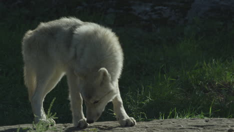 lobos en el bosque boreal canadiense