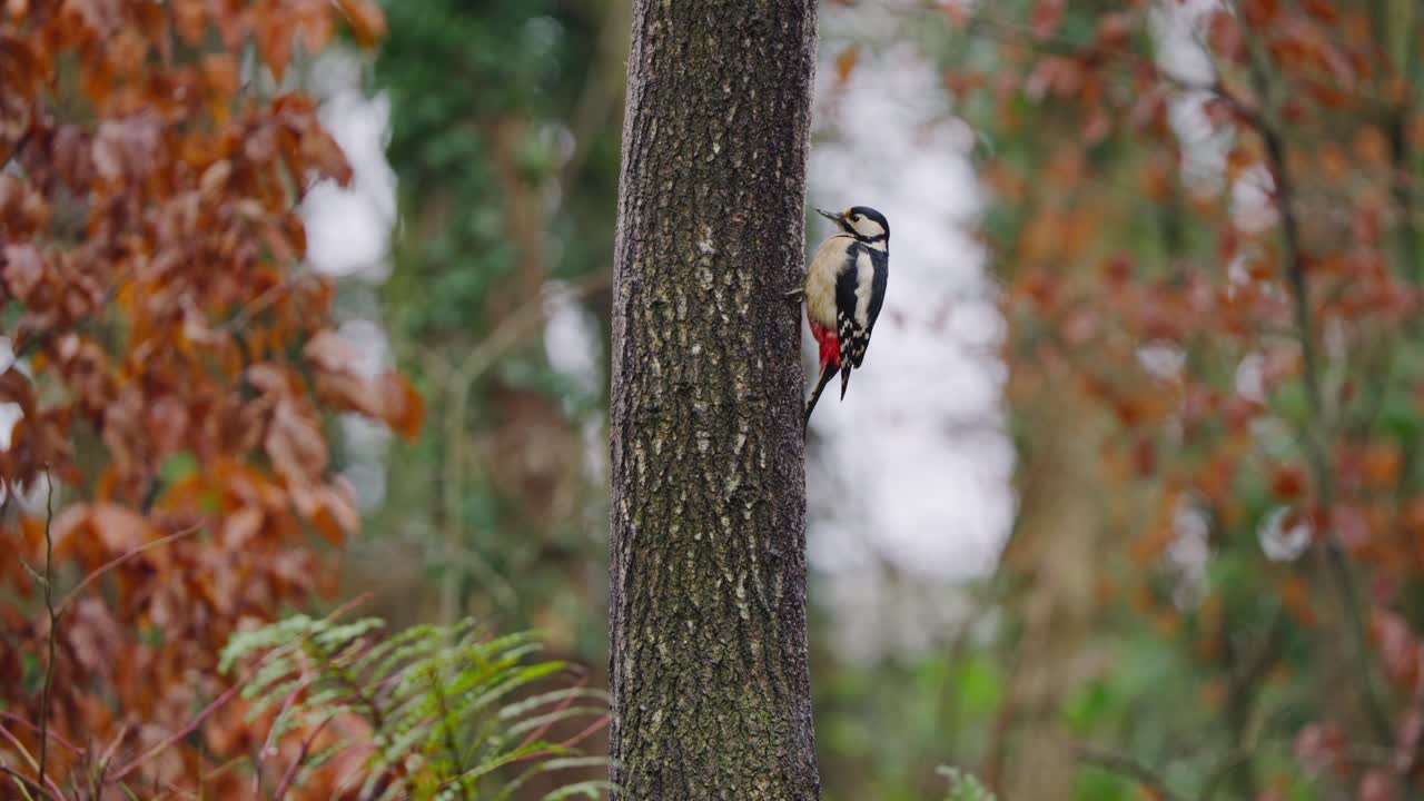 Great spotted woodpecker clings to red pine trunk, looking still against blurred foliage
