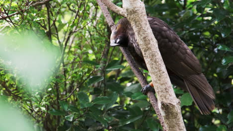 Kaka-New-Zealand-parrot-climbing-a-tree-in-North-Island-forested-area