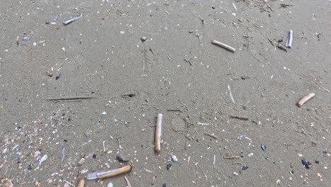 slow pan over wet coastal sand with razor clam shells, stones, and scattered grains