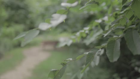 leaves-revealing-a-bench-in-the-park