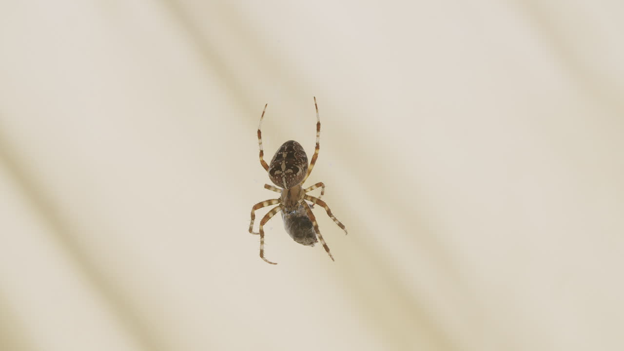 Handheld wider view of a spider sitting motionless in its web, with a bright soft background