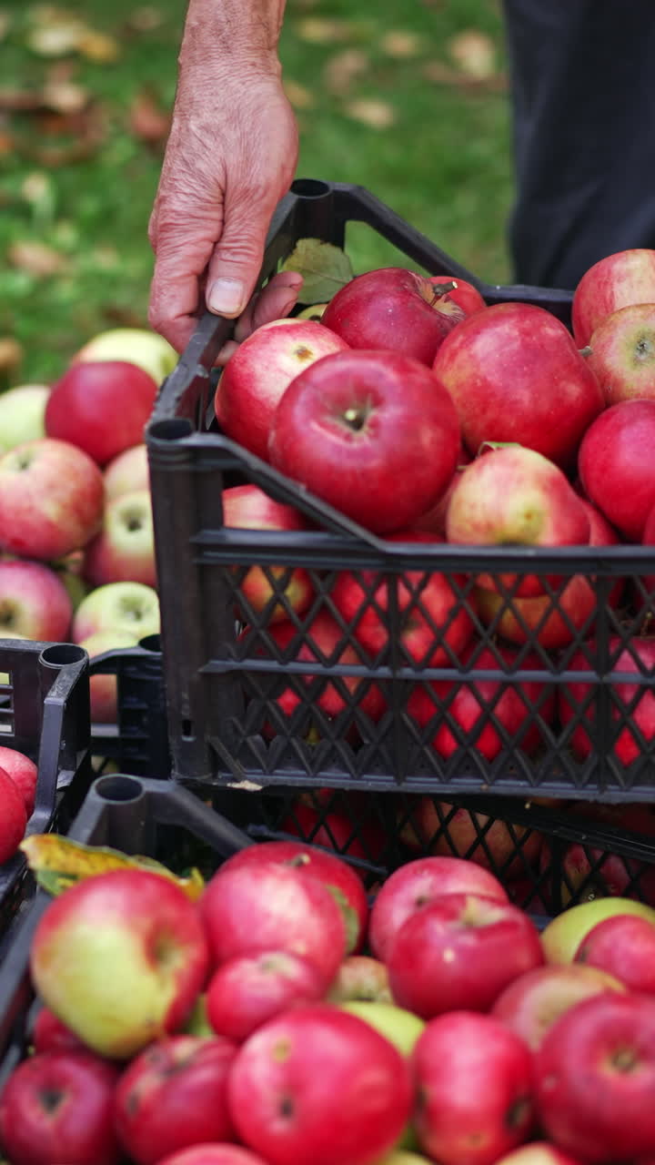 Crop of ripe red apples in the boxes outdoors. Man puts one more box of apples on top of other boxes. Delicious tasty fruit harvest. Vertical video