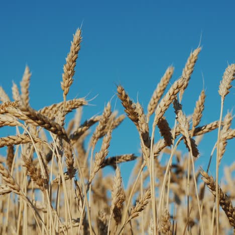 boundless field of wheat ready for harvest