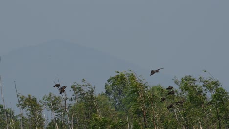 Black-eared-Kite,-Milvus-lineatus