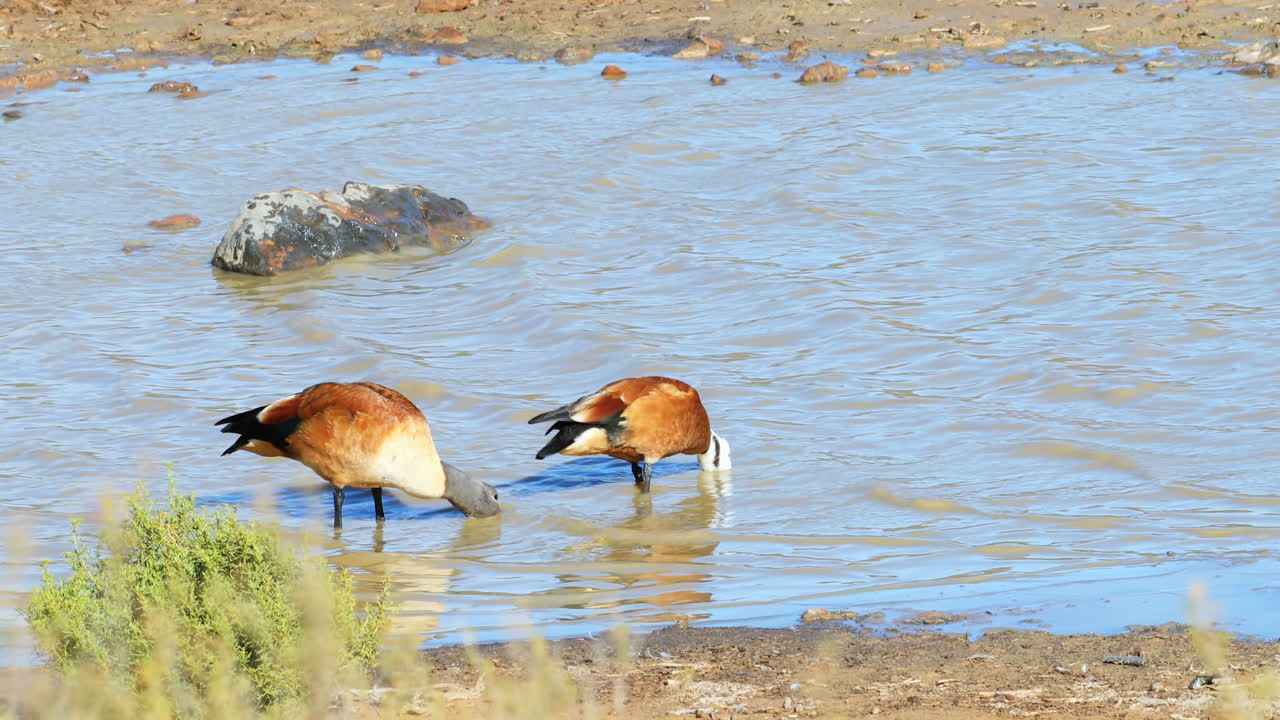 aves silvestres bebiendo agua del río 4k