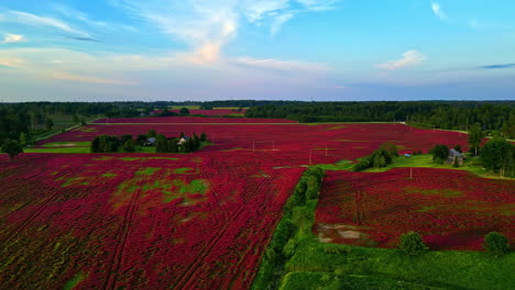 aerial view of a vibrant red field in the countryside
