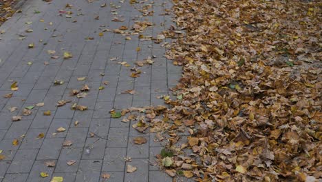 walkway with autumn yellow leaves