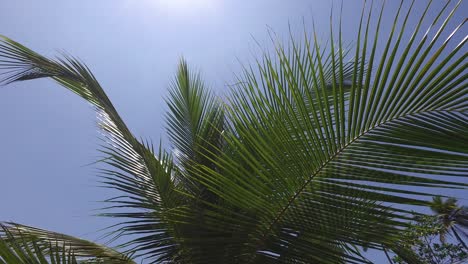 palmeras y rayos de sol en el cielo