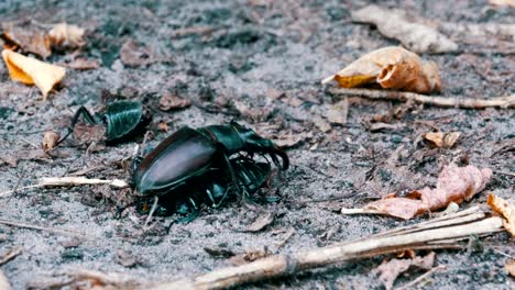 stag beetle deer pushes a crushed dead beetle along the ground