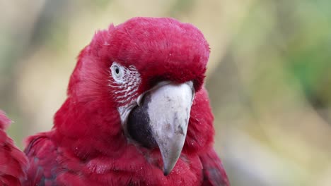 cerca de un guacamayo rojo y verde que parece somnoliento