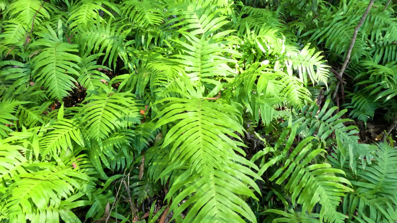 яркие папоротники, покрывающие лесной пол