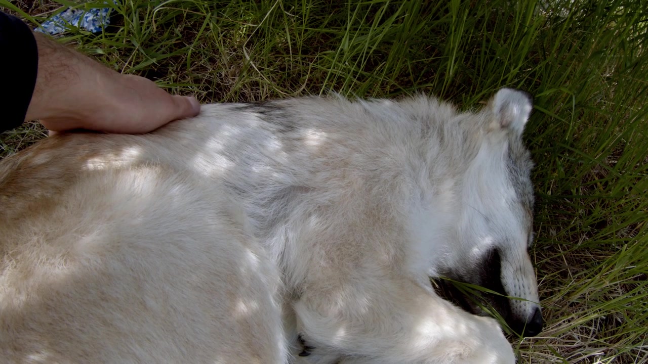 A grey wolf named Koa.