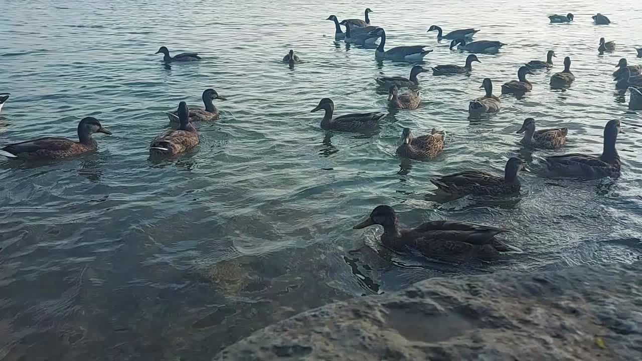 Canada Geese swim together in the gentle waters, static